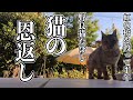 大好きな母さんのために【猫が恩返しをしてくれました】たけしへの想いyoutubeや保護のこと語ります