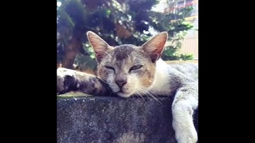 CAT VIDEO || LAZY CAT💞❤️❤️❤️❤️ #cat #shorts #trending #catvideos #catlover #viral #catshorts @TGhosh