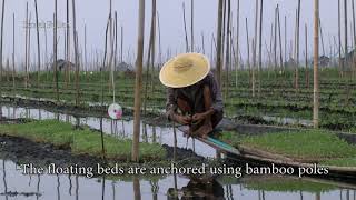 Amazing floating Vegetable Gardens Inle lake by Israel Feiler 1,942 views 3 years ago 2 minutes, 4 seconds