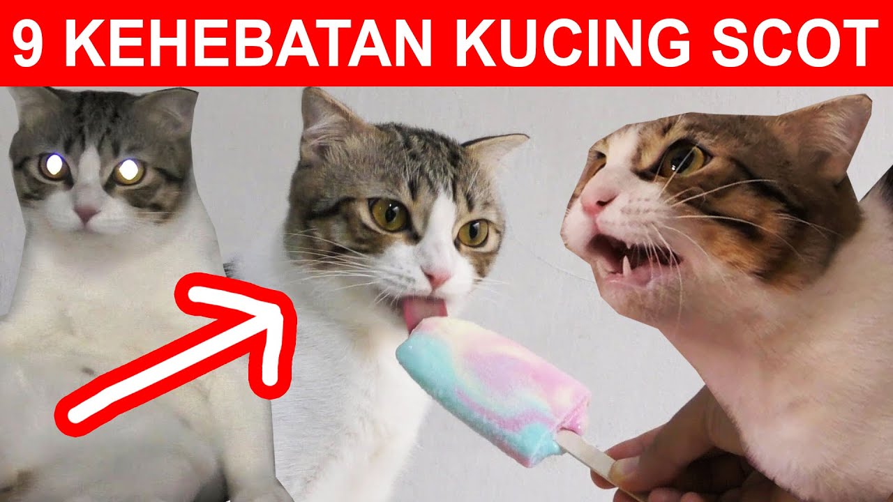 9 KEHEBATAN SCOT SI KUCING LEGEND GUDANG TUTORIAL