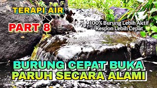 Download Lagu Semua jenis burung cepat buka paruh, Terapi air \u0026 burung, Suara hutan alam bebas Part 8 MP3