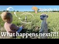 Baby meets MEERKATS in Africa - This is AMAZING!