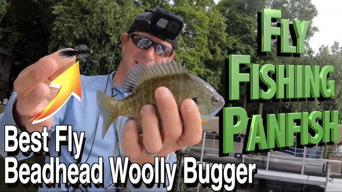 Fly Fishing Panfish, How to catch big bluegills on the Fly in Wisconsin