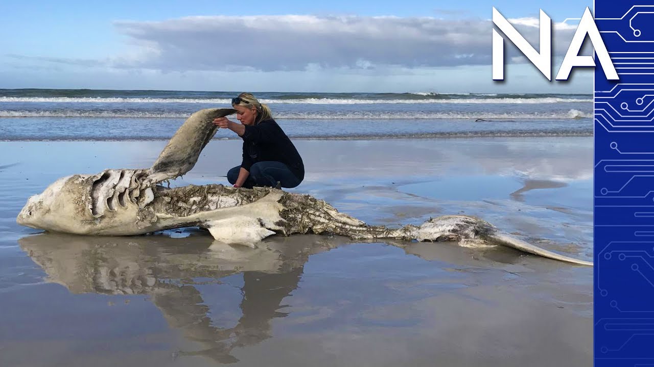HalfEaten Great White Shark Bodies Keep Washing Up YouTube