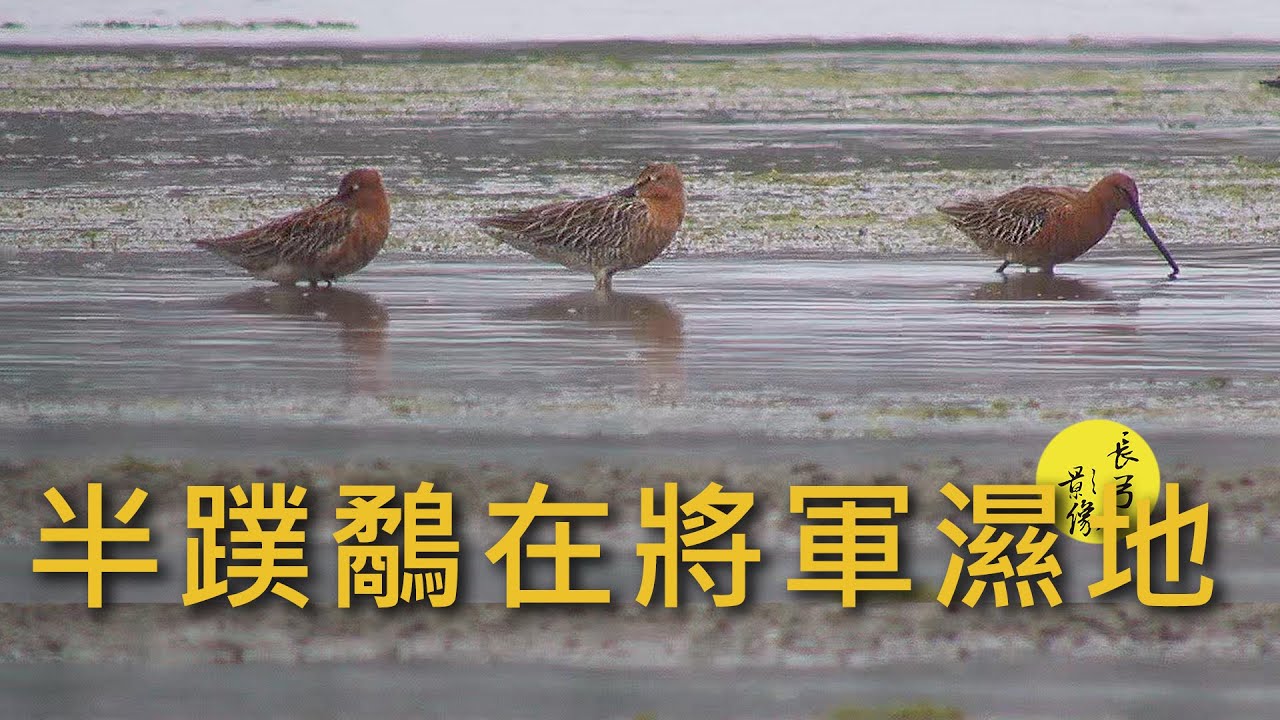 Asian Dowitcher in Tainan | 半蹼鷸在將軍濕地 