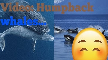 Video: Humpback Whales Disrupt Orca Hunt, Seal May Have Been Hiding - Business Insider | A