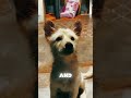 This puppy was scared🥺 #animals #kindnessiscool #dog #pets#love