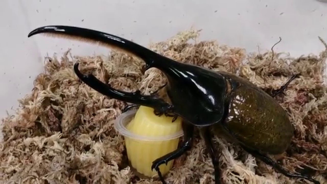 Dynastes hercules lichyi feeding Beetle Jelly YouTube