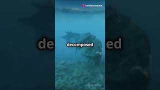 "Why Were NO Human Remains Found in the Titanic Wreck? | Shocking Truth Revealed! #titanic #trending