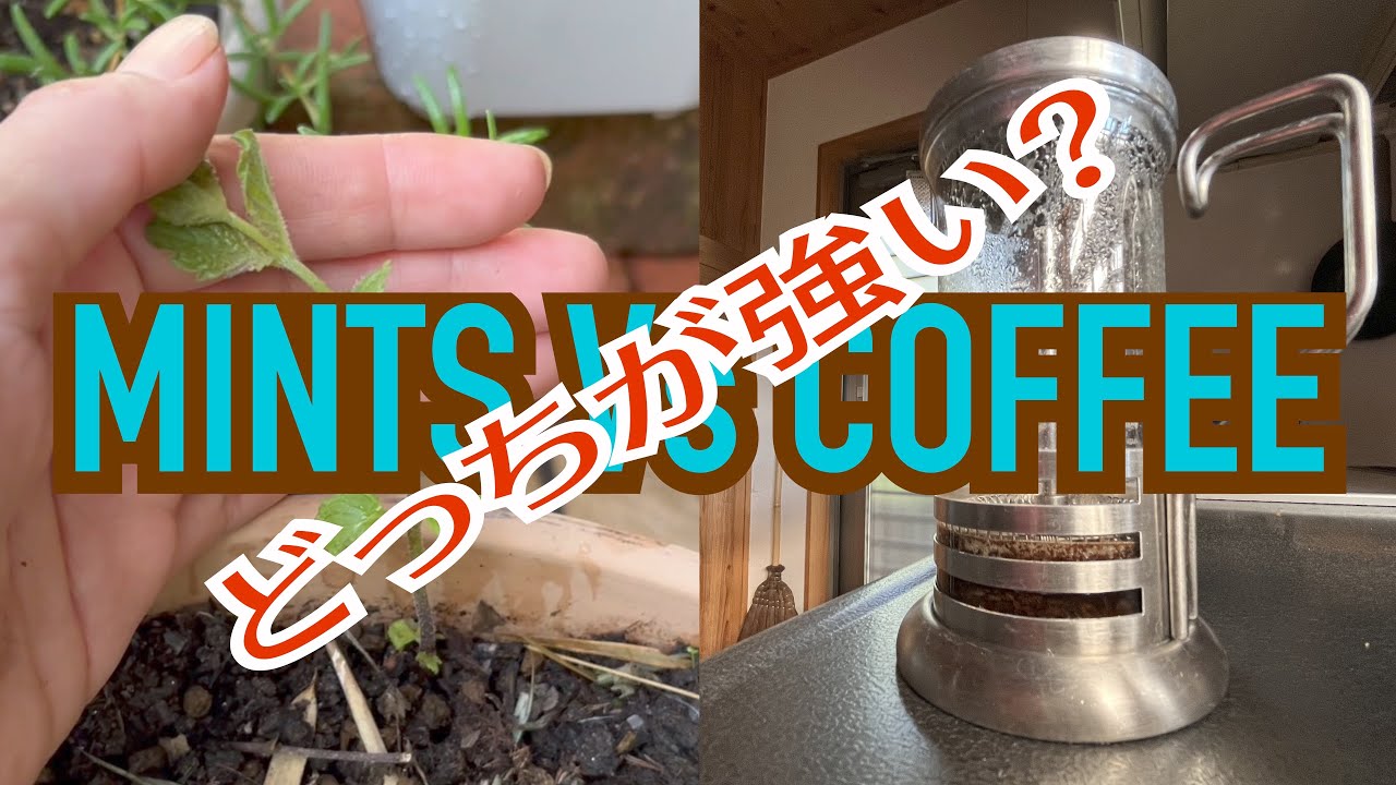 ミントモヒートアイスコーヒーのレシピ