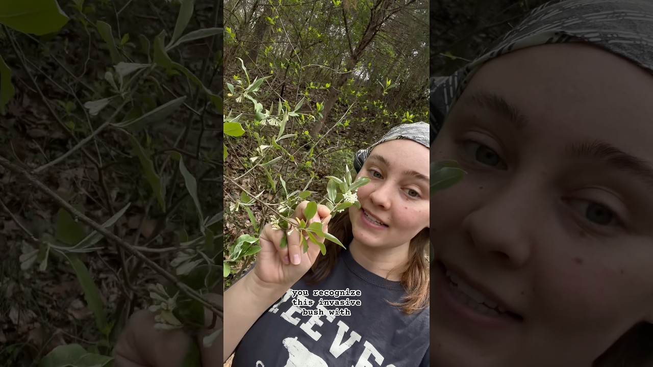 Edible spring plant pop quiz! How many did you know? #foraging #homestead #ediblewildplants