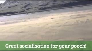 Complete Canine Care Dog Walking