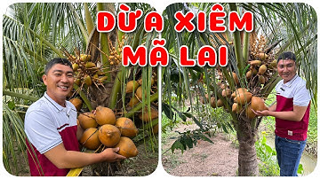 Cây Dừa xiêm Mã Lai | 0386569374 - Ngọc Ngân Bến Tre | Chuyên cây độc lạ