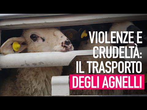 Viaggi della morte: le crudeltà del trasporto degli agnelli