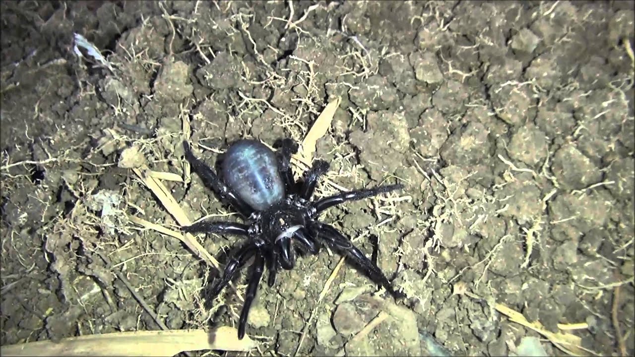 Macrothele sp. from Huai Mae Khamin Falls