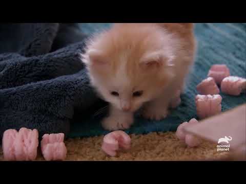 These ADORABLE Maine Coon Kittens Explore Their New Home Too Cute Animal Planet
