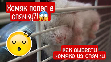 Хомяк Впал в Спячку!|😱😱😱|как розбудить хомяка в спячке?| яХрумка