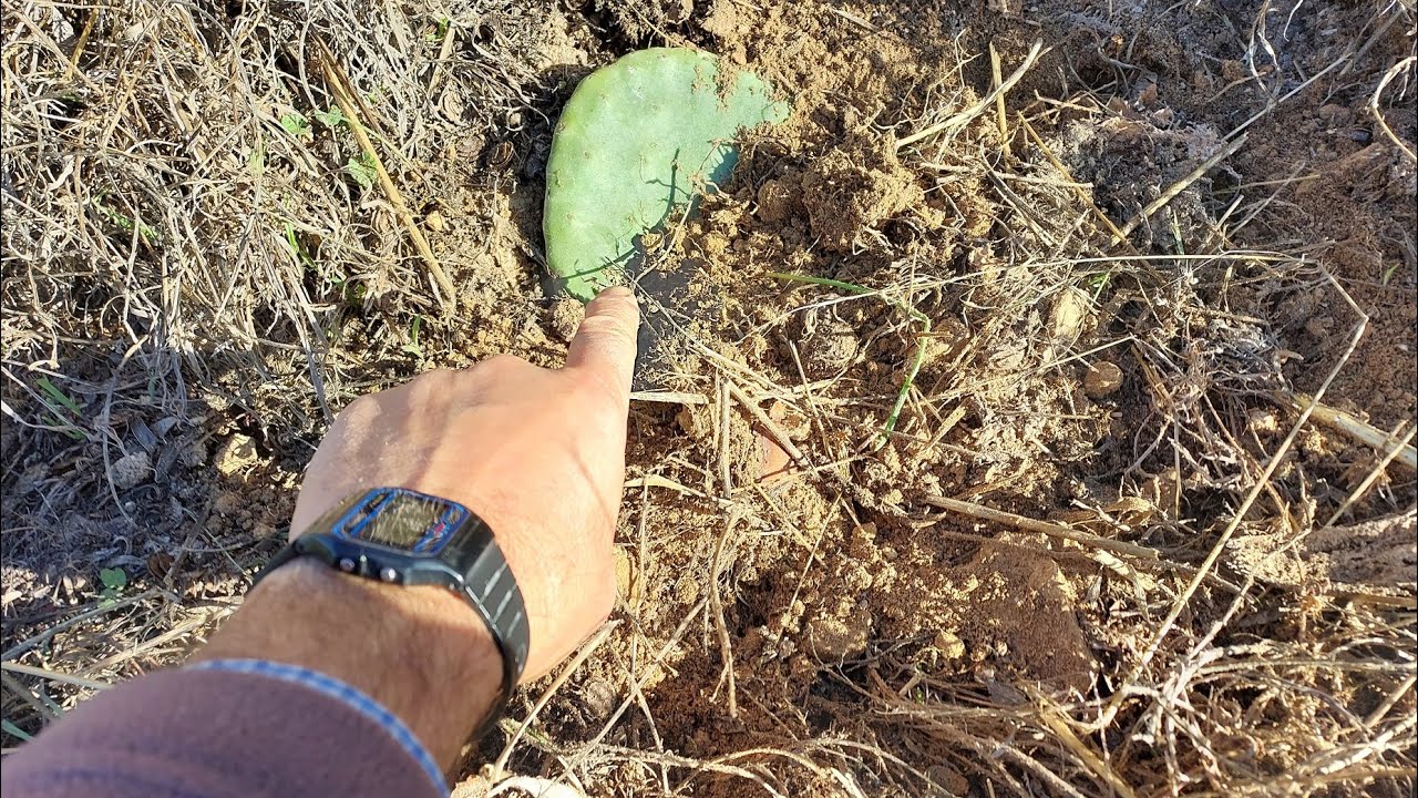 Como plantar chumbera