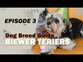 Biewer terrier  all you need to know about this toy breed