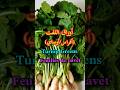 فوائد أوراق اللفت أفراس أوساي Turnip Greens Benefits Les Bienfaits Des Feuilles De Navet Shorts