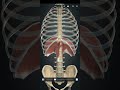 March 15, 2026 #viral #art #physiotherapist #physiotherapy #artist #3d #trending #mask #anatomy #2d