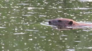 Europese Bever, Eurasian Beaver, Castor d'Europe.