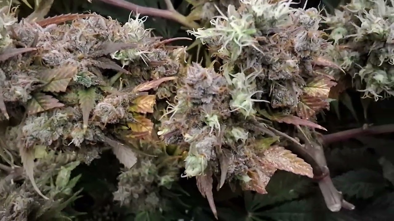 Fading Strawberry AK from Serious Seeds