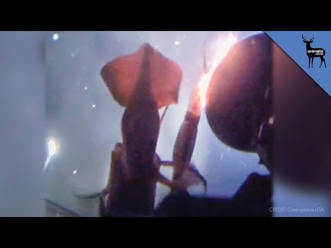 Jumbo Squid Angrily Attacks Greenpeace Submarine
