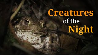Top Facts about Toads