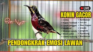 🛑TERAPI WAJIB JUARA‼️KONIN GACOR NEMBAK FULL ISIAN TERMEWAH — PANCINGAN KOLIBRI NINJA SUARA JERNIH