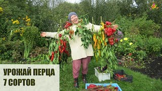 Самый большой урожай перца! 6 лучших сортов перца для теплицы