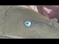 Blue eyed pleco - Panaque suttoni