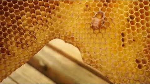 Hive Checks and Bee Trouble