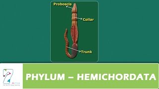 PHYLUM – HEMICHORDATA
