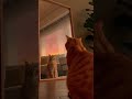 Cat's Mirror Mismatch