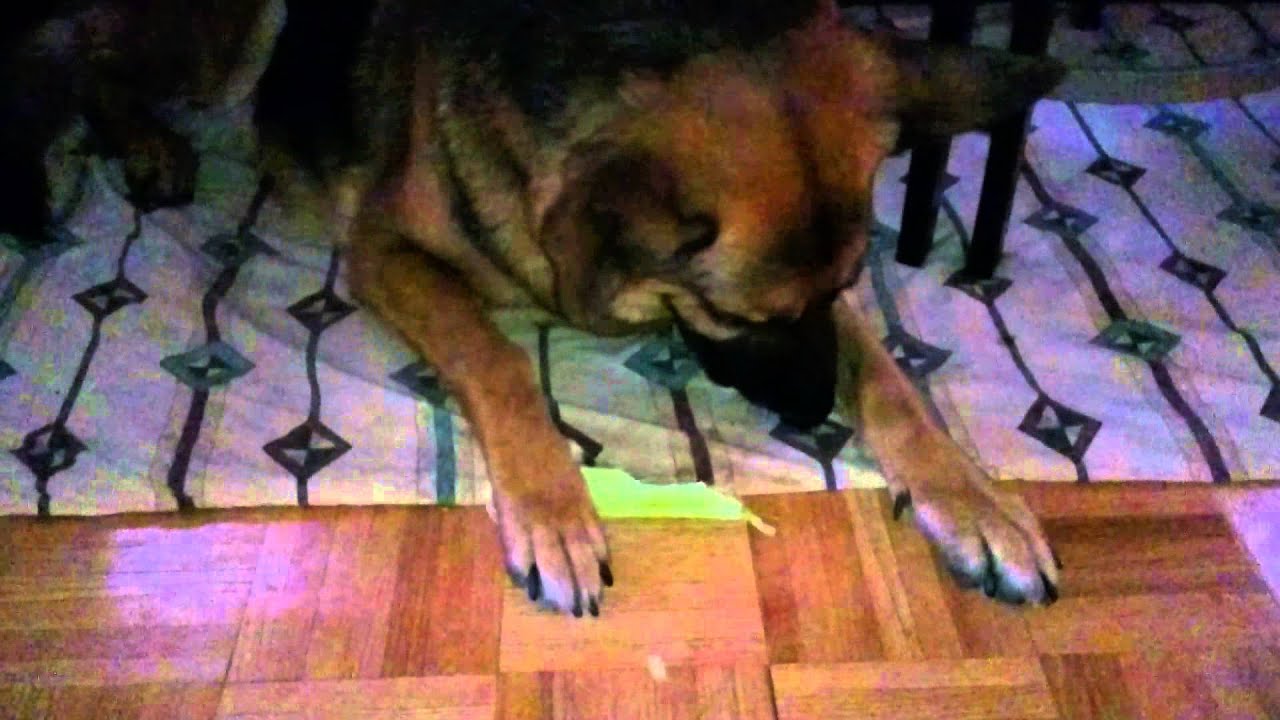 Dog eating celery YouTube