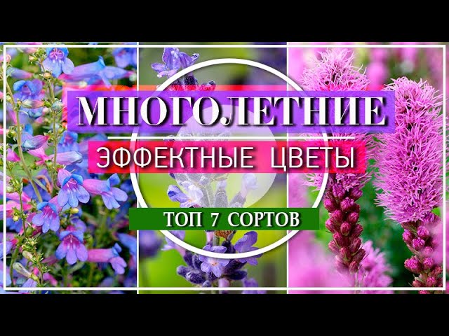 7 ЭФФЕКТНЫХ МНОГОЛЕТНИХ ЦВЕТОВ ИЗ СЕМЯН / ОБЯЗАТЕЛЬНО ПОСЕЙТЕ ИХ В ФЕВРАЛЕ