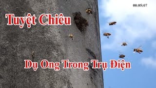 TUYỆT CHIÊU bắt Ong Trong Trụ Điện | Dụ Ong Trong Trụ Điện | honey bee traps | Người Nuôi Ong Vlog 1