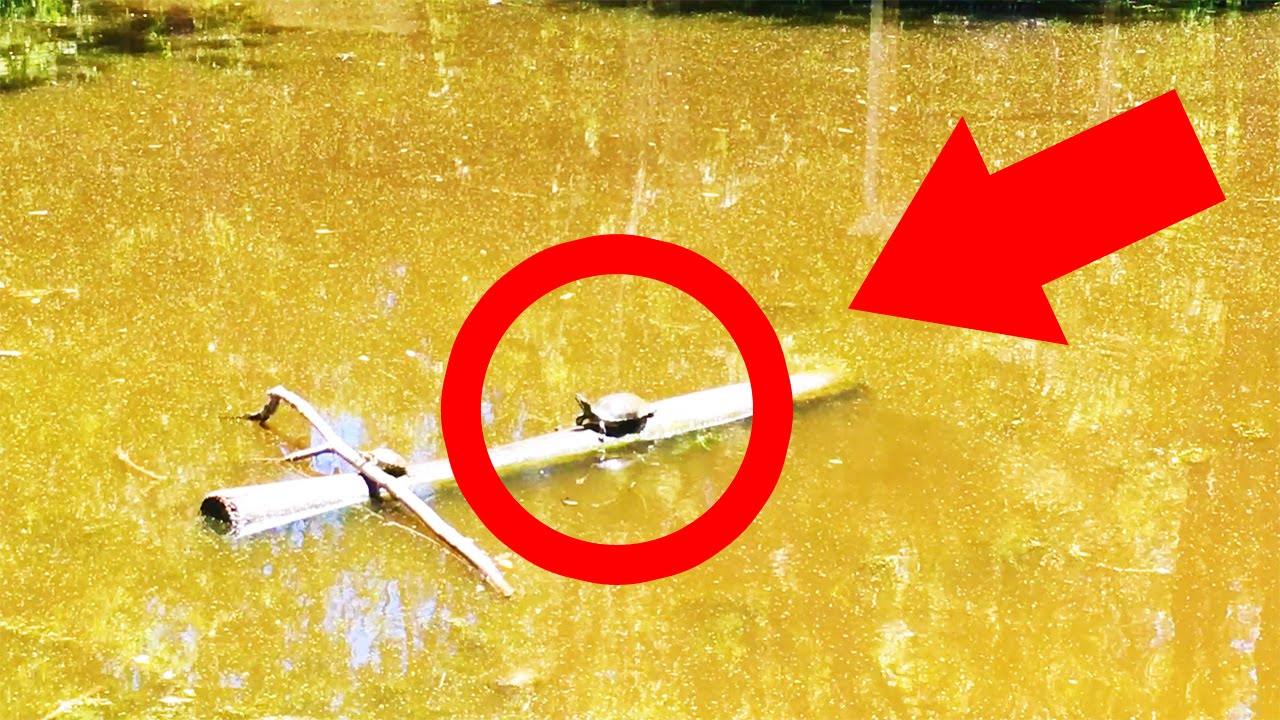 CUTE TURTLES EPIC FAILS!!! - YouTube