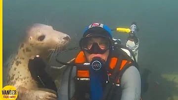 ¿Por qué no está permitido tocar una foca?