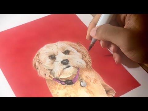 Drawing a Dog - Copic Sketch - YouTube