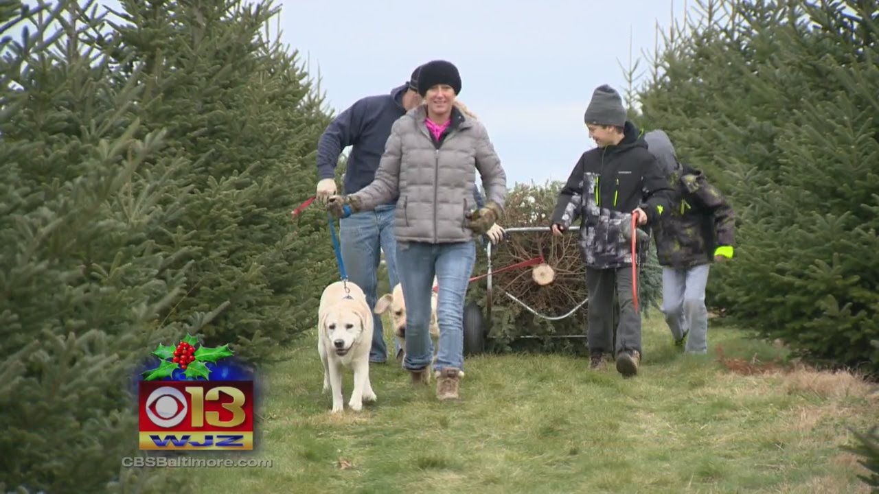 'Tis The Time For Christmas Trees At Carroll County Farm YouTube