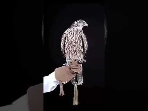 شيله افراح الجميلي اداء فهد المسيعيد الوصف مهم