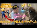 2026年5月17日 パンチくん 🐵 大パニックで怯えるパンチ君…😱😭【衝撃事件】猿山に人が侵入！？慌てて連れ出す鹿野パパ。#パンチくん