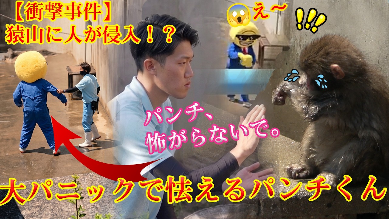 2026年5月17日 パンチくん 🐵 大パニックで怯えるパンチ君…😱😭【衝撃