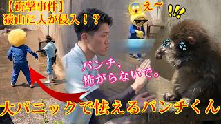 2026年5月17日 パンチくん 🐵 大パニックで怯えるパンチ君…😱😭【衝撃