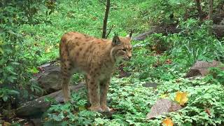 the big cats-no copyright video screenshot 2