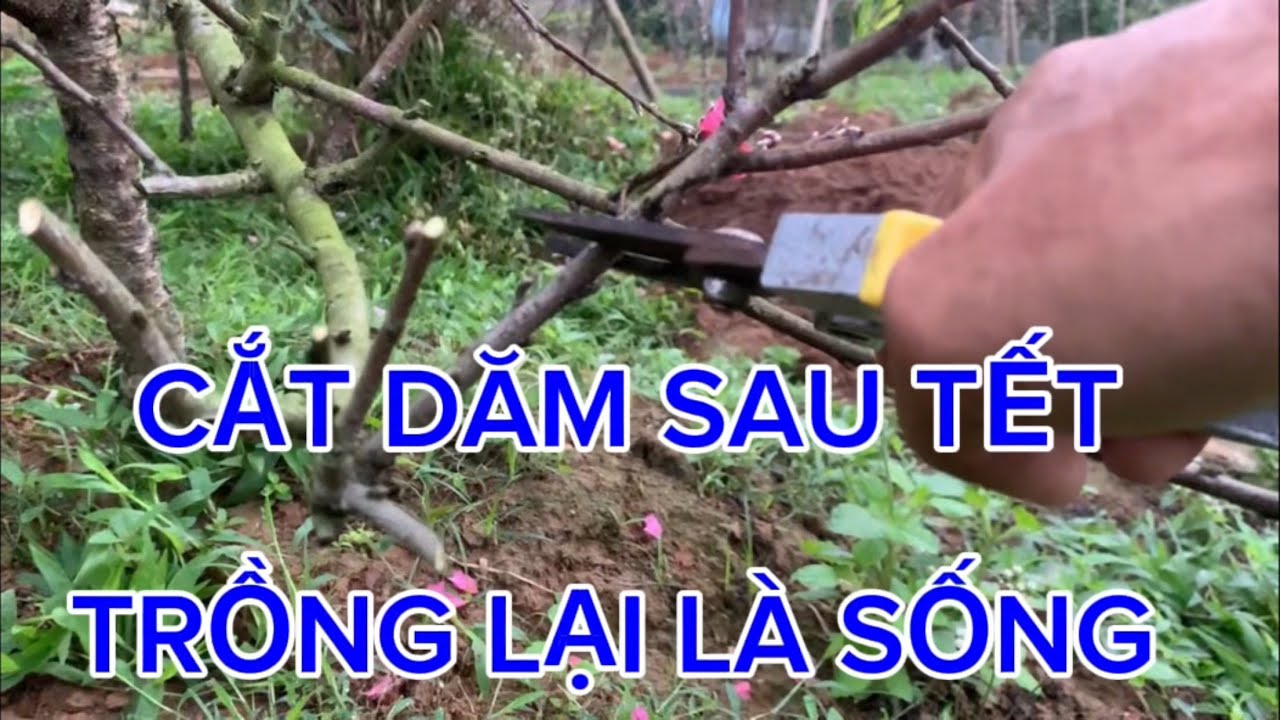 CẮT DĂM TRỒNG LẠI SAU TẾT CỰC DỄ.dáng đẹp cây khỏe 