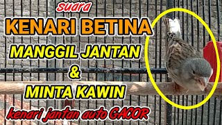 SUARA KENARI BETINA MEMANGGIL JANTAN - pancingan ampuh 100% agar kenari jantan gacor