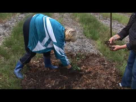 ვიდეო: ბაღის მოცვი: დარგვა და მოვლა